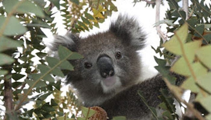 Traumdeutung: Was bedeutet es, von einem Koala zu träumen?