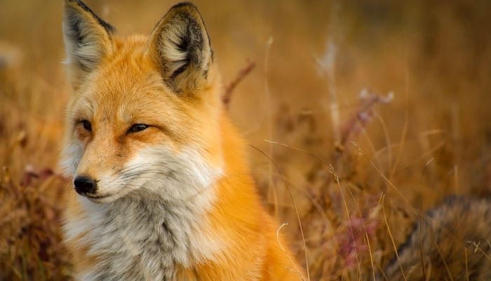 Traumdeutung: Was bedeutet es, von einem Fuchs zu träumen?