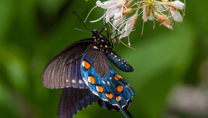 Traumdeutung: Was bedeutet es, von Schmetterlingen zu träumen?