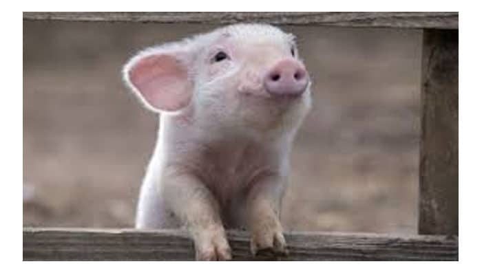 Traumdeutung: Was bedeutet es, von einem Schwein zu träumen?